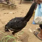 ديك شامو الماني