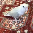 روز