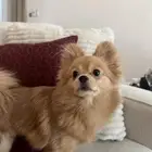 كلب بومرينيان ذكر للبيع
