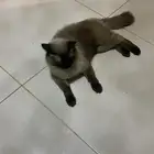 قط هملايا للتبني