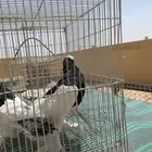 حمام