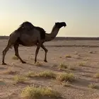 ناقه لقحه صفراء
