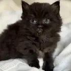 قطة شيرازي بيور للبيع