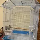 قفص ببغاوات وطيور