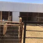 حوش غنم ( تم الحجز الاحواش)