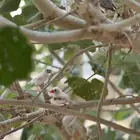 طيور الزيبرا