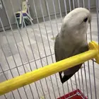 للبيع روز الليف
