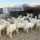 تم البيع