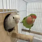 للبيع جوز روز الصحه ممتازه للتواصل