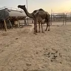 خلفه بكر صفرا تحتها بكره