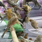 كناري اوروبي - جملة و فرادي