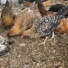 دجاج بشاير على وشك يبيض