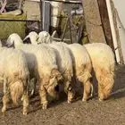 رخال جبرات ( تم البيع )