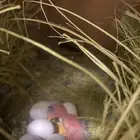 زوج روز تحته فرخ و 3 بيضات ملقحه