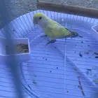 روز اليف مايعض