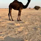 بكره مفروده تدخل حقه