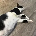 قطة حامل للتبني