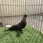قطايف محاريق