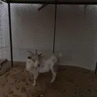 تيس قزمي للبيع