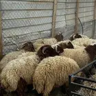 طليان للبيع