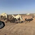 بكره لبييع