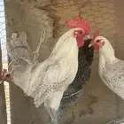 ديك فيومي حار