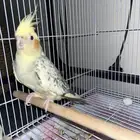 عصفور كروان