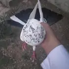 اعرض لكم عشه قطايف للبيع