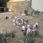 دجاج برهما