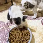 للتبني قطة كيتن اليفة و صغيرة جدا للتبني