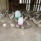 سمان شحم ولحم