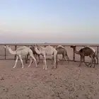 قعدان للبيع