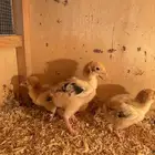 للبيع صوص دجاج سوساكس انجليزي