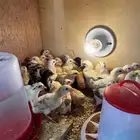 صوص دجاج بلدي