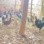 دجاج بلدي