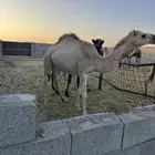 قعود وبكرتين البيع