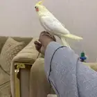 كروان اليف البينو