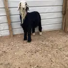 خروف نجدي