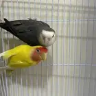 زوج عصافير روز