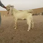 تيس مطور ابرص جذع مشروع فحل للمراح