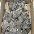 غطاط محميه