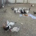 دجاج بلدي وفيه كم حبه فيومي