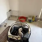 قطط لاتبني