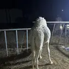 قعود طيييبب