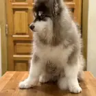 جرو مالموت الاسكا