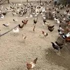 دجاج للبيع العمر 3شهور