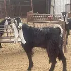 تيس عارضي