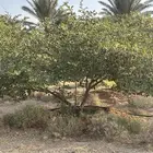 للبيع أشجار سدر تفاحي