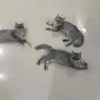 قطط شيرازيه صغيرة للبيع