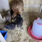 دجاجه عربيه معها 6 فروخ عمرهم تقريبا 21 يوم